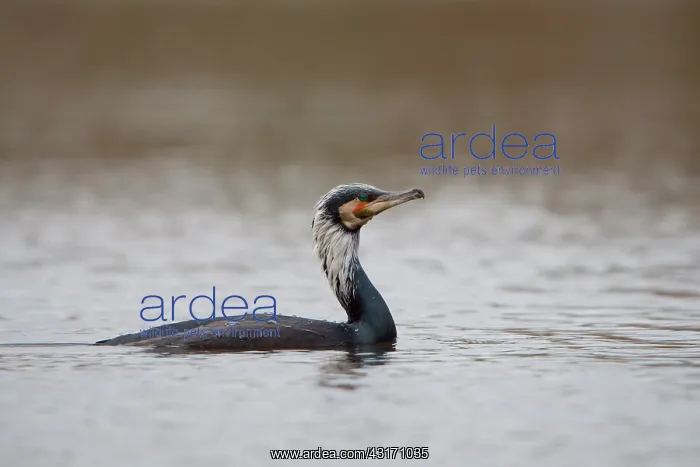: Great Cormorant : Great Cormorant