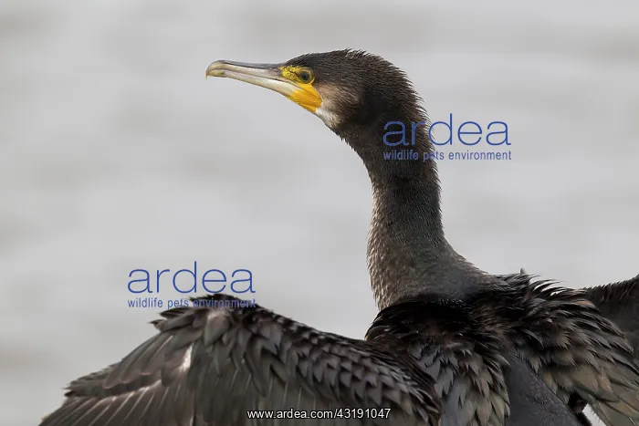 : Great Cormorant : Great Cormorant