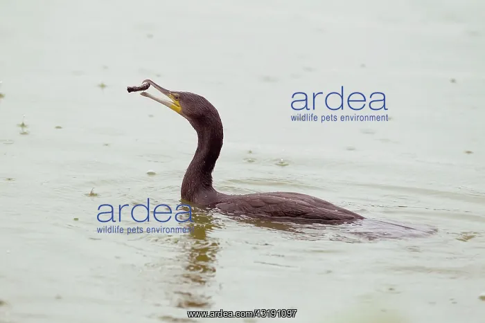  : Great Cormorant