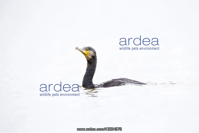 : Great Cormorant : Great Cormorant