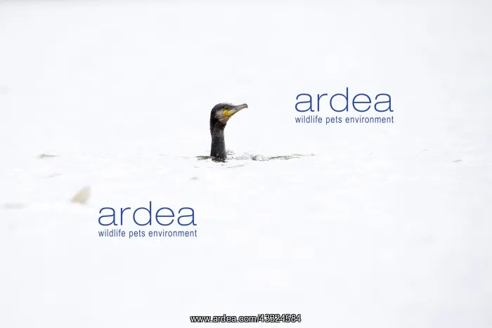 : Great Cormorant : Great Cormorant