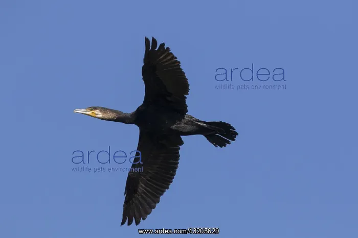 : Great Cormorant - bird in flight - Germany : Great Cormorant - bird in flight - Germany