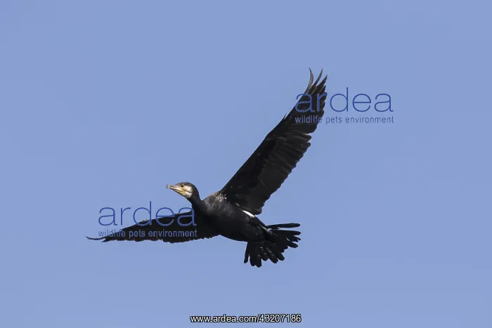 : Great Cormorant - bird in flight - Germany : Great Cormorant - bird in flight - Germany