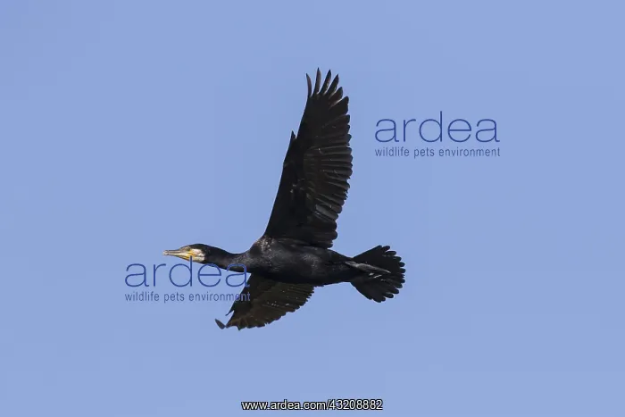 : Great Cormorant - bird in flight - Germany : Great Cormorant - bird in flight - Germany