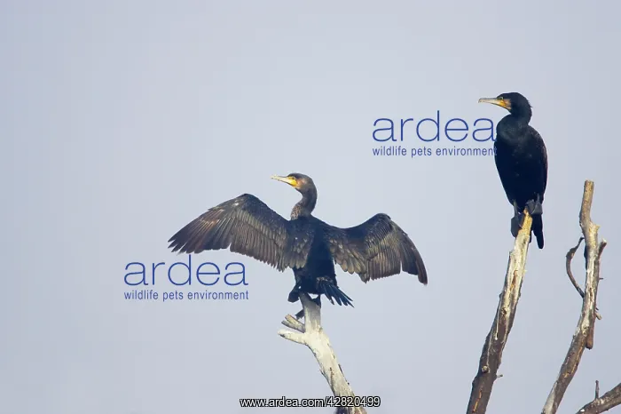 : Great Cormorant - drying wings : Great Cormorant - drying wings