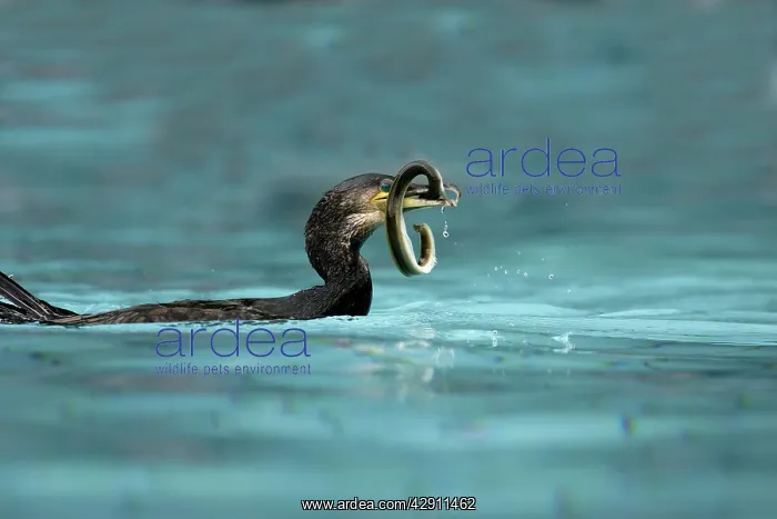 : Great Cormorant - with eel : Great Cormorant - with eel