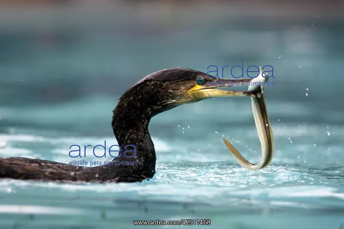 : Great Cormorant - with eel : Great Cormorant - with eel