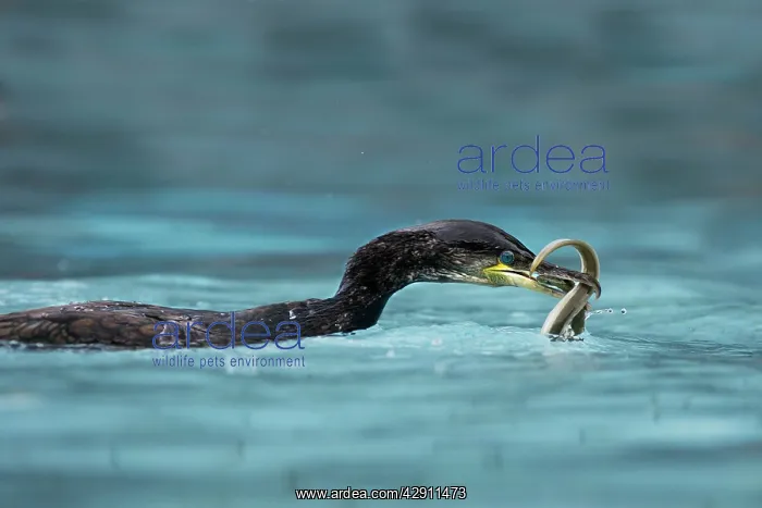 : Great Cormorant - with eel : Great Cormorant - with eel