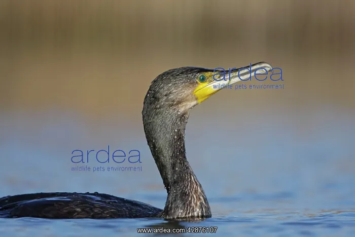 : Great Cormorant - female on water : Great Cormorant - female on water