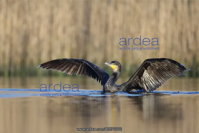 : Great Cormorant - female with wings outstretched : Great Cormorant - female with wings outstretched