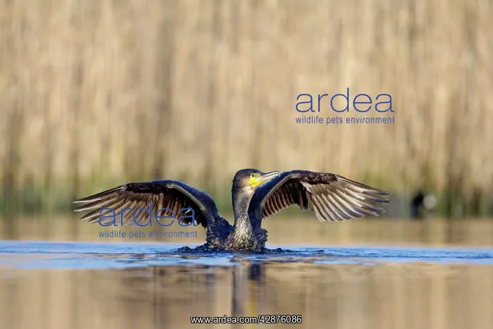 : Great Cormorant - female with wings outstretched : Great Cormorant - female with wings outstretched