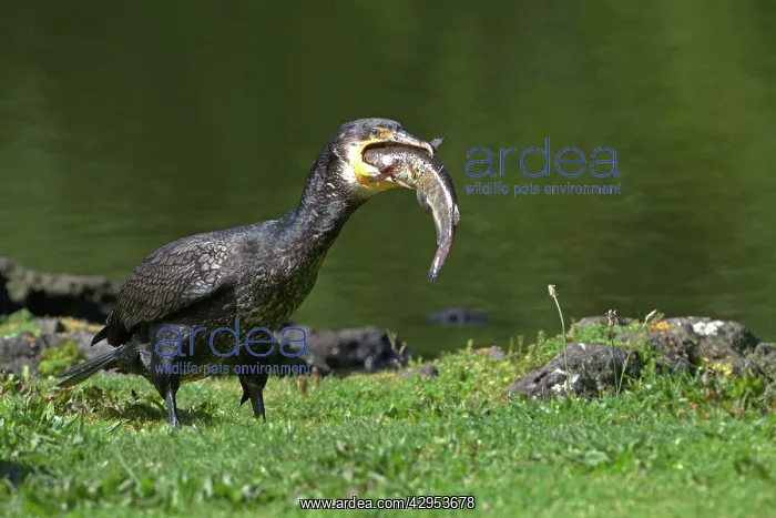 : Great Cormorant - with fish in mouth : Great Cormorant - with fish in mouth