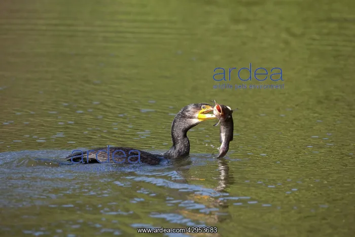: Great Cormorant - with fish in mouth : Great Cormorant - with fish in mouth