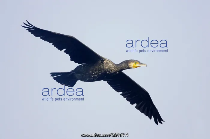 : Great Cormorant - In flight : Great Cormorant - In flight