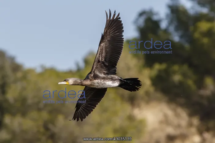 : Great Cormorant - in flight - Ciudad Real, Castilla : Great Cormorant - in flight - Ciudad Real, Castilla