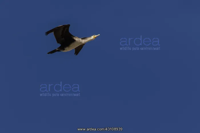 : Great Cormorant - in flight - Ciudad Real, Castilla : Great Cormorant - in flight - Ciudad Real, Castilla
