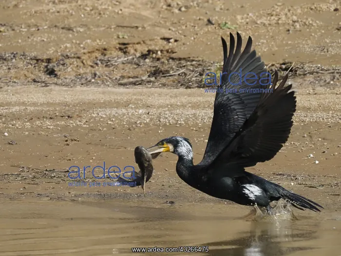 : Great Cormorant - in flight with fish Phalacrocorax : Great Cormorant - in flight with fish Phalacrocorax