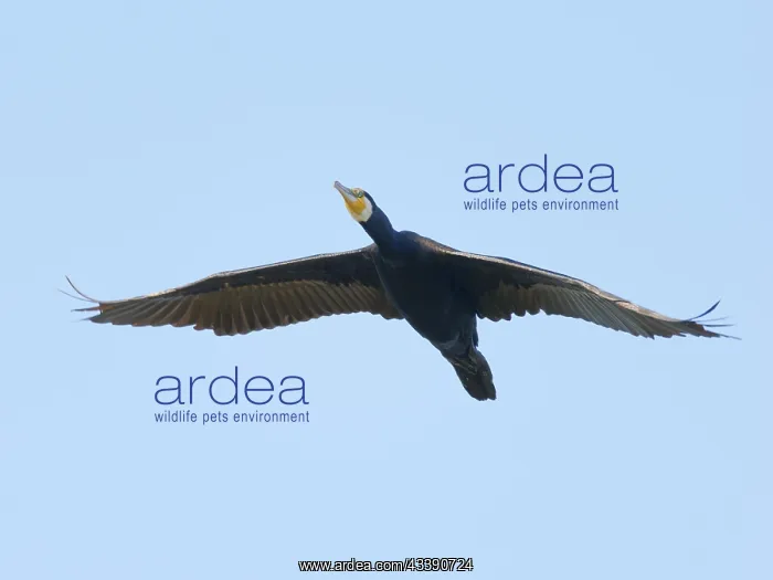 : Great Cormorant - in flight Phalacrocorax carbo : Great Cormorant - in flight Phalacrocorax carbo