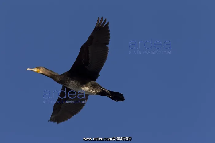  : Great cormorant - in flight - Sweden