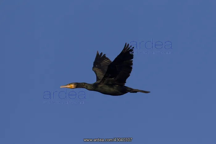  : Great cormorant - in flight - Sweden
