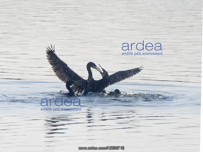 : Great Cormorant - flighting backlit Phalacrocorax : Great Cormorant - flighting backlit Phalacrocorax