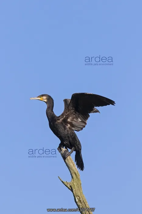  : Great cormorant, great black cormorant (Phalacrocorax