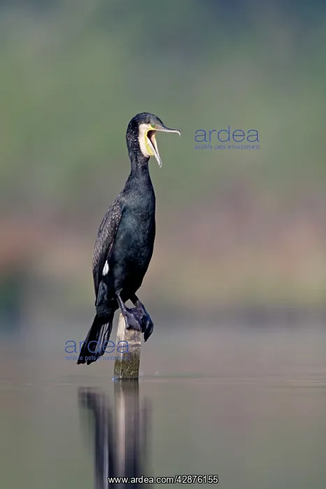 : Great Cormorant - male in breeding colours - mouth : Great Cormorant - male in breeding colours - mouth