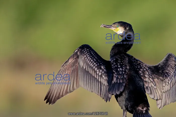 : Great Cormorant - male in breeding colours showing : Great Cormorant - male in breeding colours showing