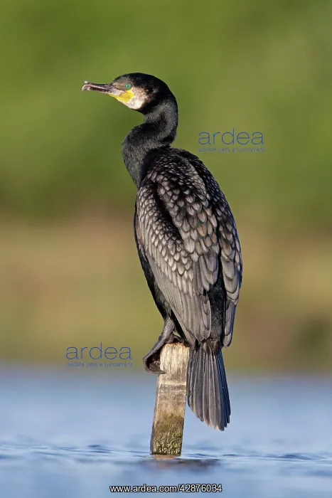 : Great Cormorant - male in breeding colours showing : Great Cormorant - male in breeding colours showing