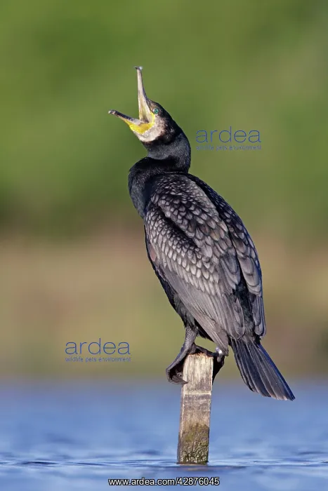 : Great Cormorant - male in breeding colours showing : Great Cormorant - male in breeding colours showing