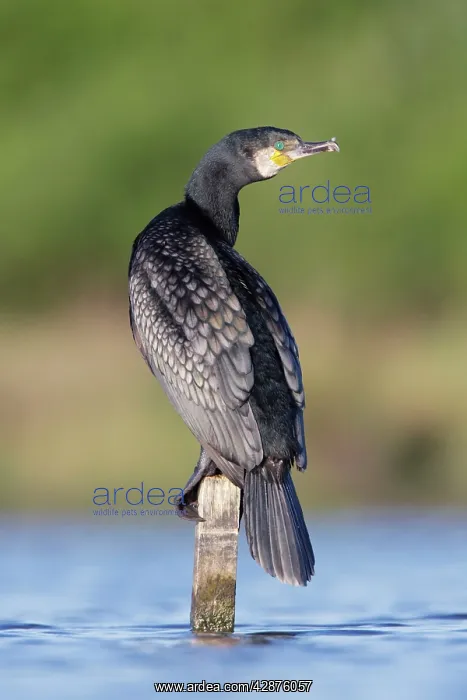 : Great Cormorant - male in breeding colours showing : Great Cormorant - male in breeding colours showing