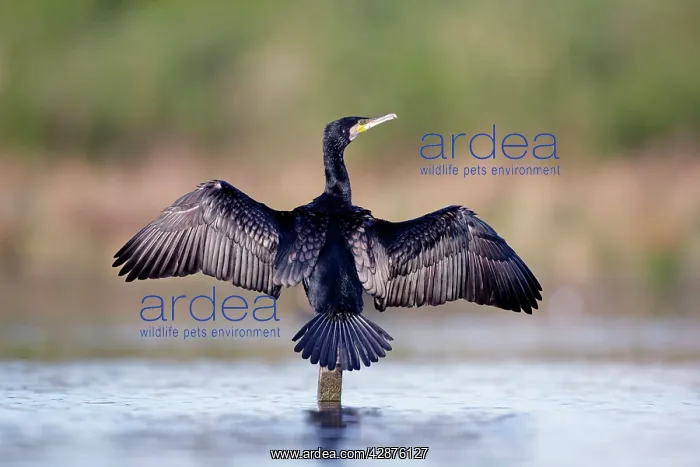 : Great Cormorant - male in breeding colours showing : Great Cormorant - male in breeding colours showing