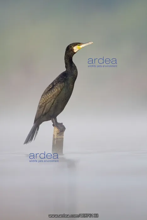 : Great Cormorant - male in breeding colours sitting