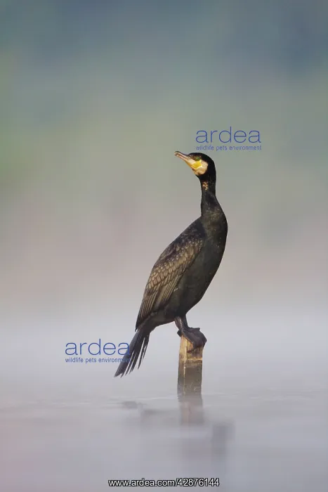 : Great Cormorant - male in breeding colours sitting : Great Cormorant - male in breeding colours sitting