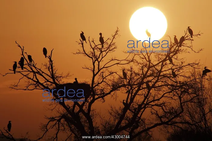 : Great Cormorant perched on a tree at sunset : Great Cormorant perched on a tree at sunset