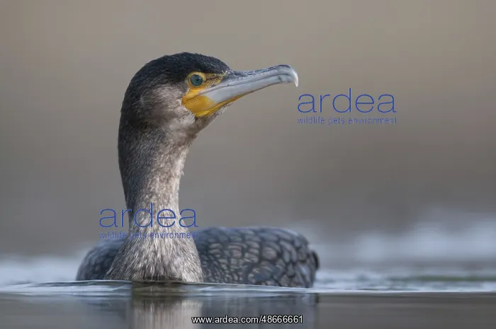  : Great Cormorant (Phalacrocorax carbo), Thuringia, Germany