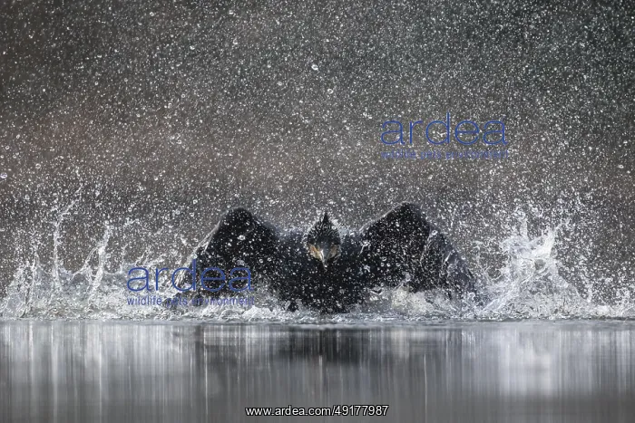 : Great Cormorant (Phalacrocorax carbo) bathing : Great Cormorant (Phalacrocorax carbo) bathing
