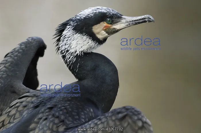 : Great Cormorant (Phalacrocorax carbo) in breedi : Great Cormorant (Phalacrocorax carbo) in breedi