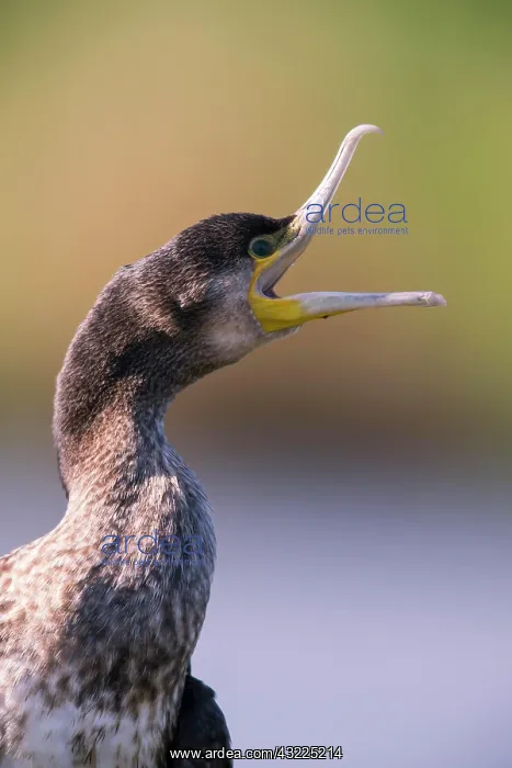 : Great cormorant (Phalacrocorax carbo), calling : Great cormorant (Phalacrocorax carbo), calling