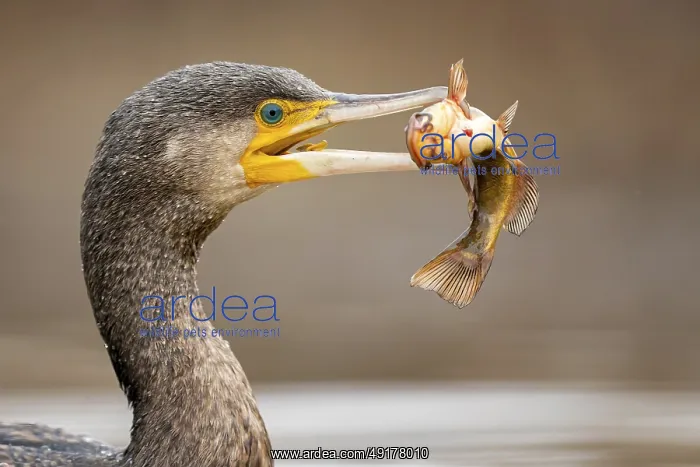 : Great Cormorant (Phalacrocorax carbo) with captured Black bullhead (Ameiurus melas) prey in beak : Great Cormorant (Phalacrocorax carbo) with captured Black bullhead (Ameiurus melas) prey in beak