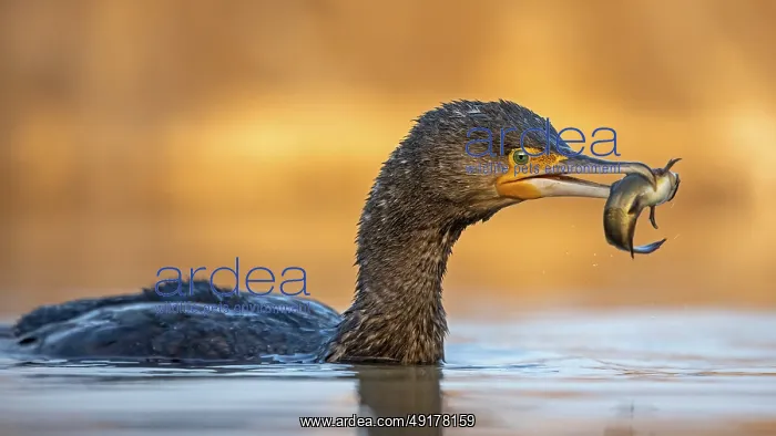 : Great Cormorant (Phalacrocorax carbo) with captured Black bullhead (Ameiurus melas) prey in its beak : Great Cormorant (Phalacrocorax carbo) with captured Black bullhead (Ameiurus melas) prey in its beak