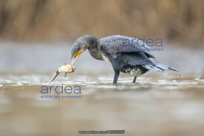 : Great Cormorant (Phalacrocorax carbo) catching : Great Cormorant (Phalacrocorax carbo) catching