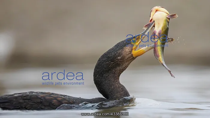 : Great cormorant (Phalacrocorax carbo) with catfi : Great cormorant (Phalacrocorax carbo) with catfi