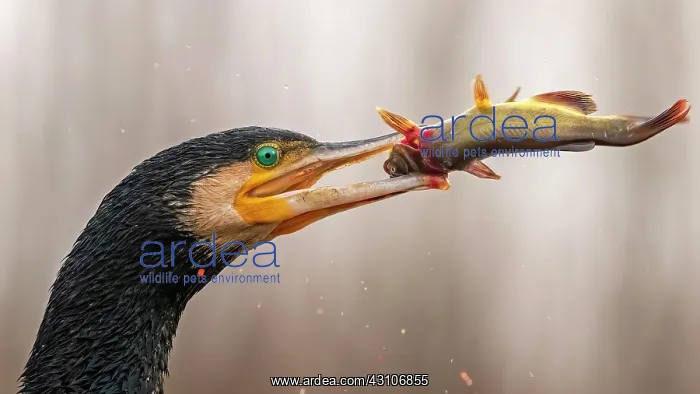  : Great cormorant (Phalacrocorax carbo) with catfish