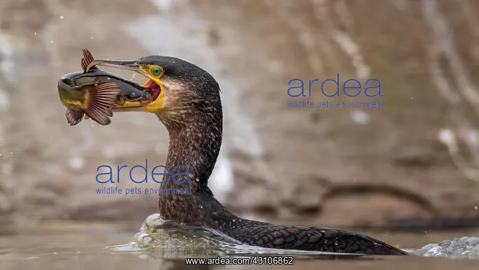 : Great cormorant (Phalacrocorax carbo) with catfish : Great cormorant (Phalacrocorax carbo) with catfish