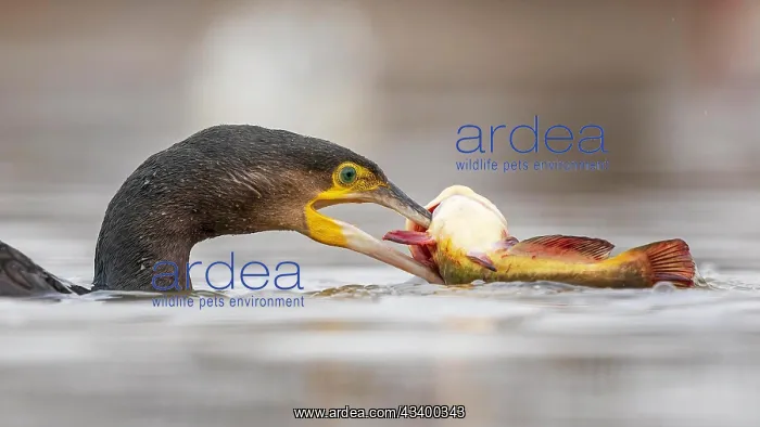 : Great cormorant (Phalacrocorax carbo) with catfish : Great cormorant (Phalacrocorax carbo) with catfish