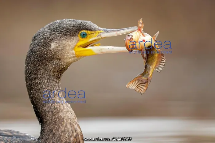 : Great cormorant (Phalacrocorax carbo) with catfish : Great cormorant (Phalacrocorax carbo) with catfish
