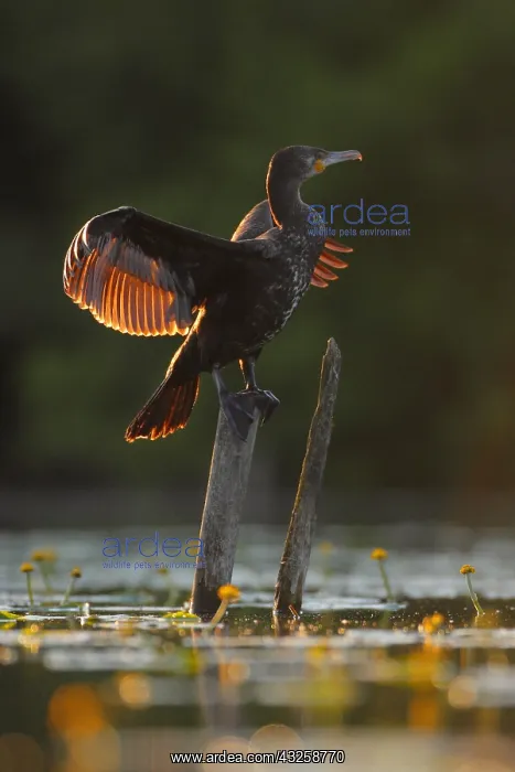 : Great Cormorant (Phalacrocorax carbo) drying its : Great Cormorant (Phalacrocorax carbo) drying its
