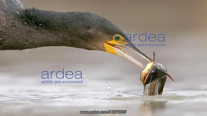 : Great cormorant (Phalacrocorax carbo) with dwarf : Great cormorant (Phalacrocorax carbo) with dwarf