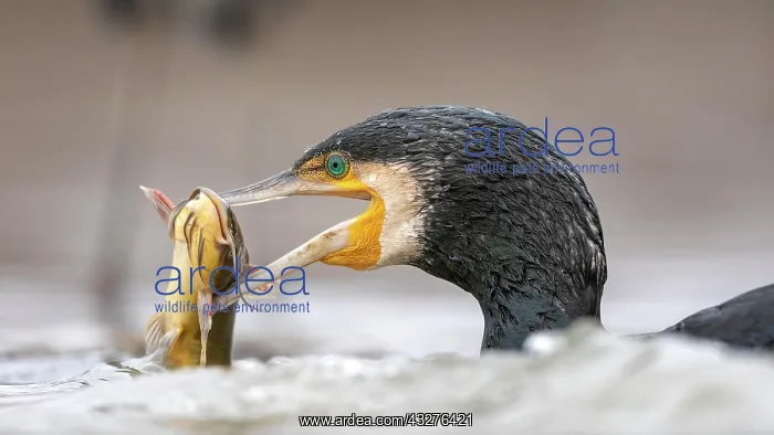 : Great cormorant (Phalacrocorax carbo) with dwarf : Great cormorant (Phalacrocorax carbo) with dwarf